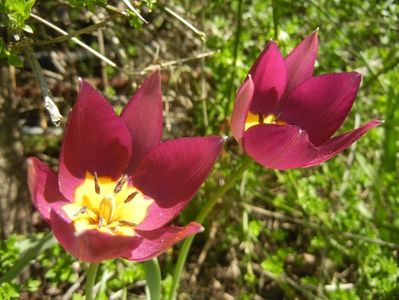 Tulipa Persian Pearl (2018, April 09)