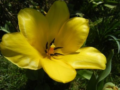 Tulipa Candela (2018, April 09)