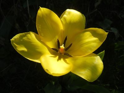 Tulipa Candela (2018, April 09)