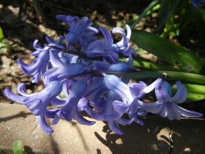 Hyacinth Delft Blue (2018, April 09)