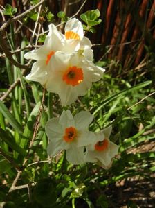 Narcissus Geranium (2018, April 10)