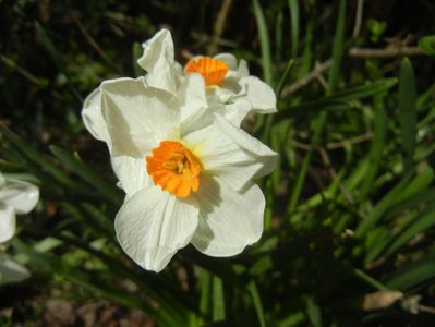 Narcissus Geranium (2018, April 10)