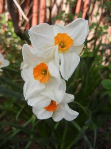 Narcissus Geranium (2018, April 13)