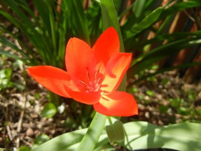 Tulipa Praestans Fusilier (2018, Apr.10)