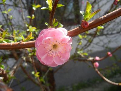 Prunus triloba (2018, April 10)