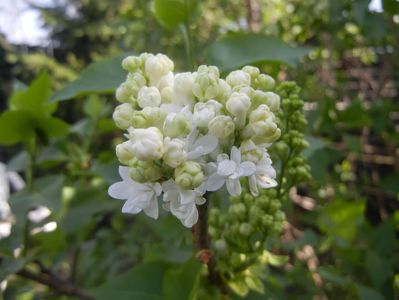 White Lilac Tree (2018, April 13)