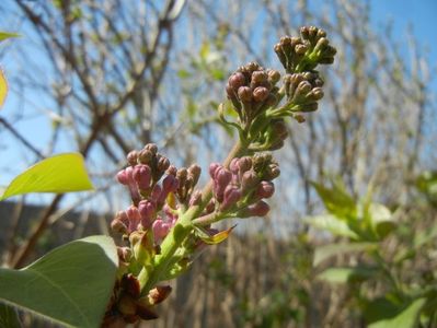 Syringa vulgaris_Lilac (2018, April 09)