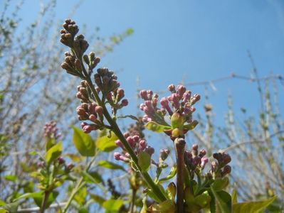Syringa vulgaris_Lilac (2018, April 10)
