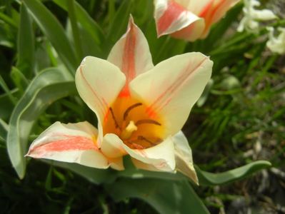 Tulipa Quebec (2018, April 11)