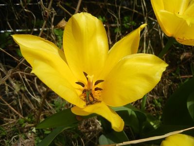 Tulipa Candela (2018, April 11)