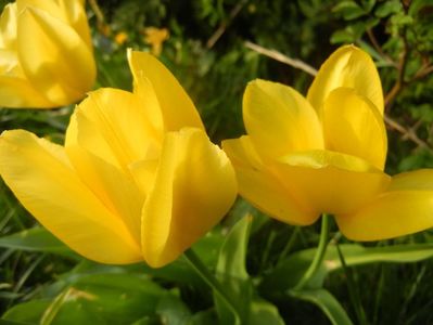 Tulipa Candela (2018, April 13)