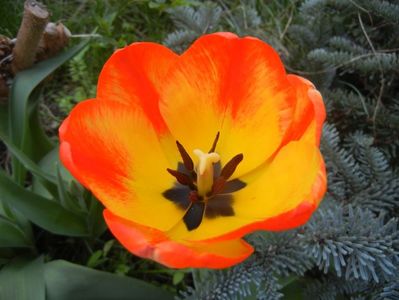 Tulipa Orange Bowl (2018, April 12)