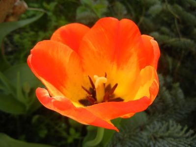 Tulipa Orange Bowl (2018, April 12)