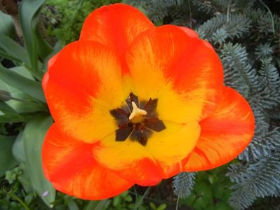 Tulipa Orange Bowl (2018, April 13)