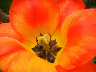 Tulipa Orange Bowl (2018, April 15)