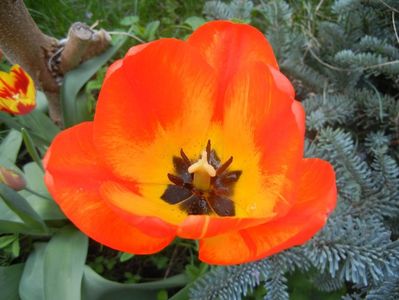 Tulipa Orange Bowl (2018, April 14)