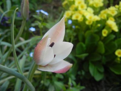 Tulipa Peppermint Stick (2018, April 13)