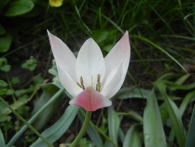 Tulipa Peppermint Stick (2018, April 14)