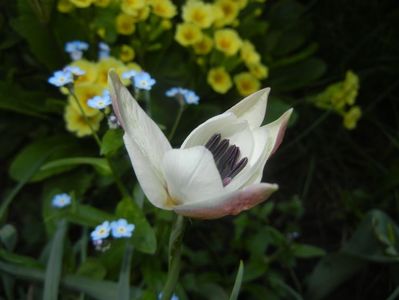Tulipa Peppermint Stick (2018, April 14)