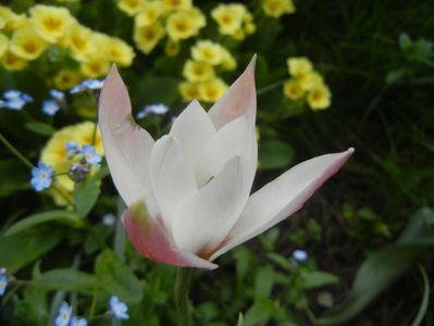 Tulipa Peppermint Stick (2018, April 15)