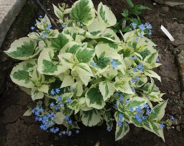 16 april,Brunnera macrophylla Variegata