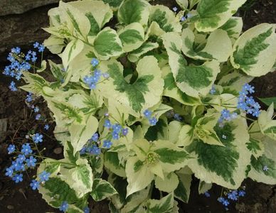 Brunnera macrophylla Variegata