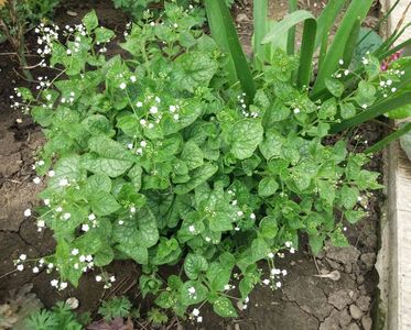 Brunnera mr morse