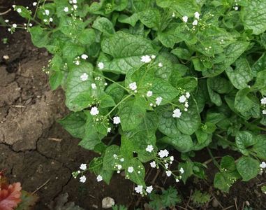 Brunnera mr morse