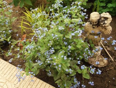 Brunnera macrophylla Jack Frost