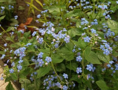 Brunnera macrophylla Jack Frost