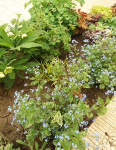 Brunnera macrophylla( Jack Frost+Kings Ransom)