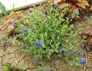 Pulmonaria EB Anderson