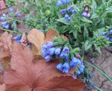 Pulmonaria EB Anderson