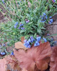 Pulmonaria EB Anderson