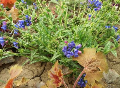 Pulmonaria longifolia EB Anderson