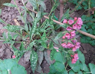 16 aprilie,pulmonaria raspberry splash