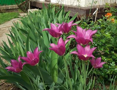 lalele lily flowered purple-dream