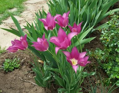 lalele lily flowered purple-dream