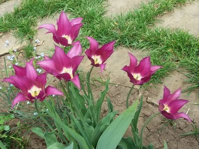 lalele lily flowered purple-dream