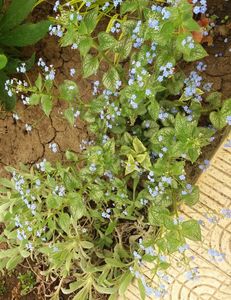 Brunnera macrophylla Kings Ransom