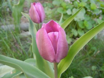 Tulipa Purple Flag (2018, April 13)