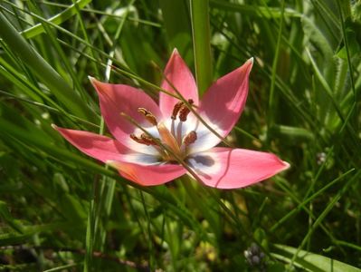 Tulipa Little Beauty (2018, April 13)