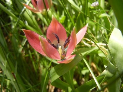 Tulipa Little Beauty (2018, April 14)