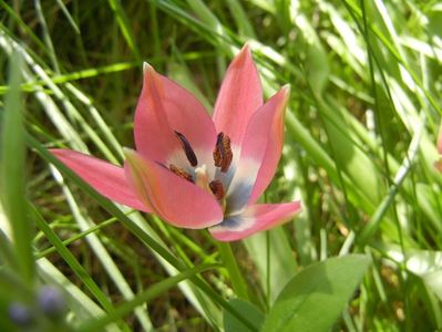 Tulipa Little Beauty (2018, April 14)