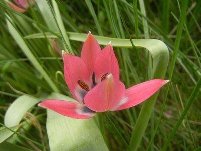Tulipa Little Beauty (2018, April 15)