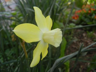 Narcissus Pipit (2018, April 12)