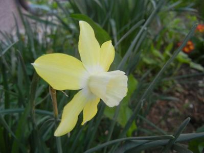 Narcissus Pipit (2018, April 13)