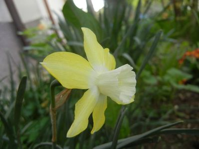 Narcissus Pipit (2018, April 15)