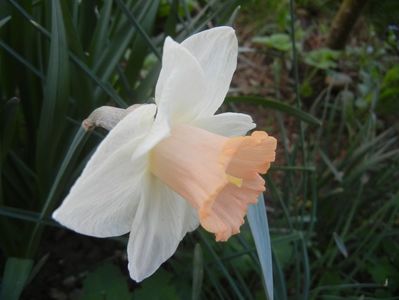 Narcissus Salome (2018, April 12)
