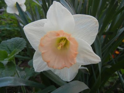 Narcissus Salome (2018, April 13)